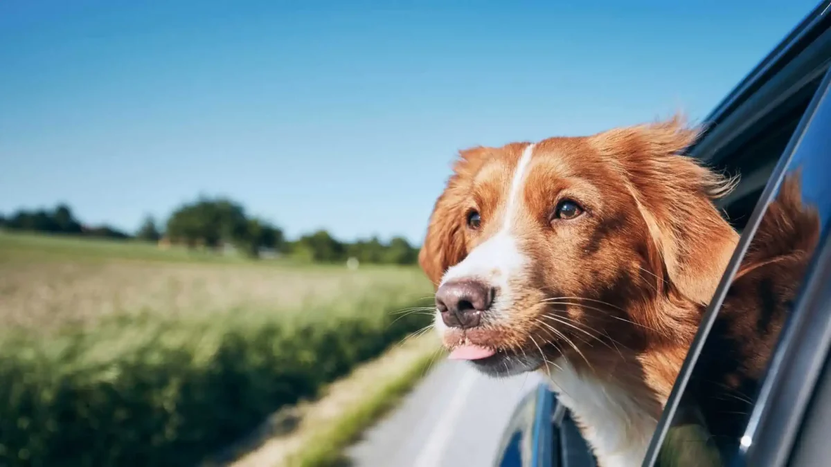 Urlaub mit Hund Geheimtipp: Die besten Reiseziele und Tipps für einen unvergesslichen Urlaub?